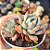 Echeveria Yummie - PT 9 - Imagem 2