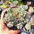 Graptopetalum pachyphyllum rose - PT 9 - Imagem 1