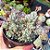 Graptopetalum pachyphyllum rose - PT 9 - Imagem 2