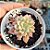 Echeveria Green Emerald variegata - PT 9 - Imagem 1