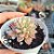 Echeveria Green Emerald variegata - PT 9 - Imagem 2