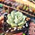 Echeveria Choux Cream - PT 9 - Imagem 2