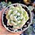 Echeveria Ice green - PT 9 - Imagem 1