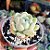 Echeveria Ice green - PT 9 - Imagem 2