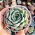 Echeveria Raspberry ice - PT 9 - Imagem 1