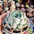 Echeveria Raspberry ice - PT 9 - Imagem 2