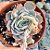 Echeveria Blue Candy - PT 11 - Imagem 1