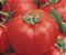 Sementes de Tomate Especial para Salada Topseed - Imagem 2