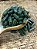 SPIRULINA - Imagem 3