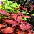 PLANTA AQUAPLANTE LUDWIGIA SUPER MINI RED (SP. RED) - Imagem 6