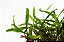 PLANTA AQUAPLANTE MICROSORUM SP. SMALL LEAF CROSS BALI - Imagem 6