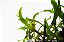 PLANTA AQUAPLANTE MICROSORUM SP. SMALL LEAF CROSS BALI - Imagem 4