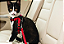 Kit cinto de Segurança para Gatos regulável + Peitoral - Imagem 3