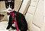 Kit cinto de Segurança para Gatos regulável + Peitoral - Imagem 1