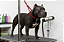 Guia Para Contenção De Mesa Pet Em Corda - Imagem 10