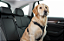 Guia & Cinto de Passeio l Carro - Cachorro - Imagem 4