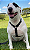 Kit Peitoral Safely Dog Preto l Guia + Cinto de Segurança para Cães - Imagem 1