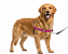 Peitoral Easy para Cães – Ajustável - Imagem 11