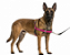 Peitoral Easy para Cães – Ajustável - Imagem 12