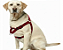 Peitoral Easy para Cães – Ajustável - Imagem 4