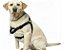 Peitoral Easy para Cães – Ajustável - Imagem 6