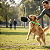 Bite Pet Disc - Tamanho P Para Treino De Cães - Imagem 4