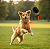 Bite Pet Disc - Tamanho G Para Treinamento De Cães - Imagem 3