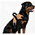 Peitoral Premium Para Cães - Tamanho G - Imagem 5