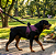 Peitoral Premium Para Cães - Tamanho G - Imagem 4