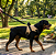 Peitoral Premium Para Cães - Tamanho G - Imagem 6