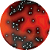 Base de Ágar PALCAM 500g - Biocomma - Imagem 2