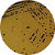 Base de Ágar Baird-Parker 500g - Biocomma - Imagem 3