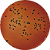 Ágar de Deoxicolato, Sulfeto de Hidrogênio e Lactose 500g - Biocomma - Imagem 2