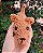 Cachorrinhos Amigurumi Caramelo ou Salsicha Chenille - Imagem 6