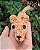 Cachorrinhos Amigurumi Caramelo ou Salsicha Pelúcia - Imagem 2