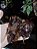 Folhas de Myrcia 20g - Imagem 2