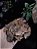 Folhas de Myrcia 20g - Imagem 3