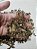 Folha de Echinodorus 50g - Imagem 2