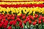 Pintura Numerada Campo de Flores Tecido Pincéis e Tintas Y5023 - Imagem 1