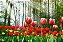 Pintura Numerada Flores Tecido Pincéis e Tintas Y5032 - Imagem 1