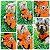Roupa Pet Bolso Nemo - Imagem 7