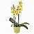 Orquídea Phaleanopsis Amarela - Imagem 1