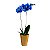 Orquídea Phaleanopsis Azul - Imagem 1