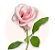 Buquê de Rosas Pink | Entrega Grátis | Cartão Grátis - Imagem 2