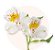 Buquê de Flores Flower Energy | Entrega Grátis | Cartão Grátis - Imagem 5