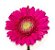 Buquê de Flores Vibrant Energy | Entrega Grátis | Cartão Grátis - Imagem 4