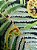 Lycra Koru Maori Verde - Imagem 4