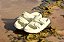 Chinelo Bege Birkem - Imagem 4