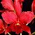 Blc. Nobile's Bruno Bruno - Adulta - Imagem 1