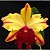 Blc. Toshie Aoki 'Robin' - Adulta - Imagem 1